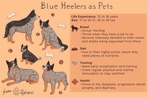 Blue Heeler Australian Cattle Dog Full Profile History And Care