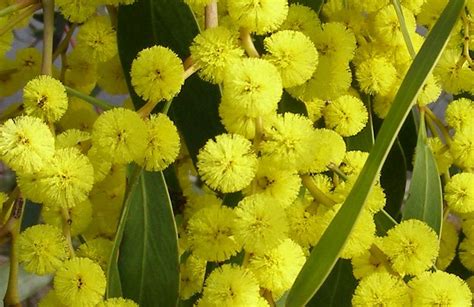 Golden Wattle The National Flower Of Australia National Flowers By