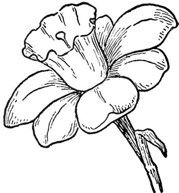 1024x973 drawing pictures for flowers easy drawing pictures of flowers. Narcissus Flower Drawing - ClipArt Best