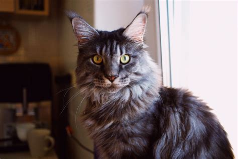 Temperament Of A Maine Coon What Is It Like Allpetsville