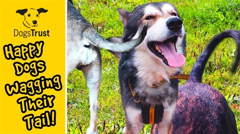 Happy Dogs Wagging Their Tails For 10 Minutes Dogs Trust Youtube