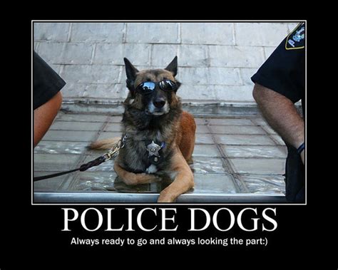 You Have The Right To Remain Cute 7 Adorbs Police Dogs Police Dogs