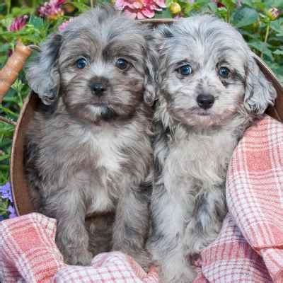 Get yours through lancaster puppies. Aussiedoodle Puppies For Sale | Available in Phoenix ...