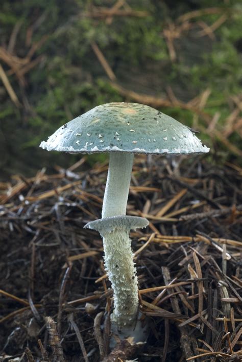 Stropharia Aeruginosa