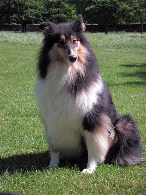 Three Coat Colors Are Recognized For Rough Collies Sable And White