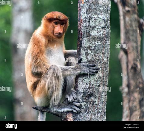 Adult Female Proboscis Monkey Or Long Nosed Monkey Sitting On Tree