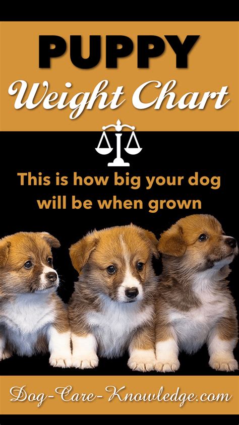 Use This Puppy Weight Chart To Predict How Big Your Puppy Will Be When