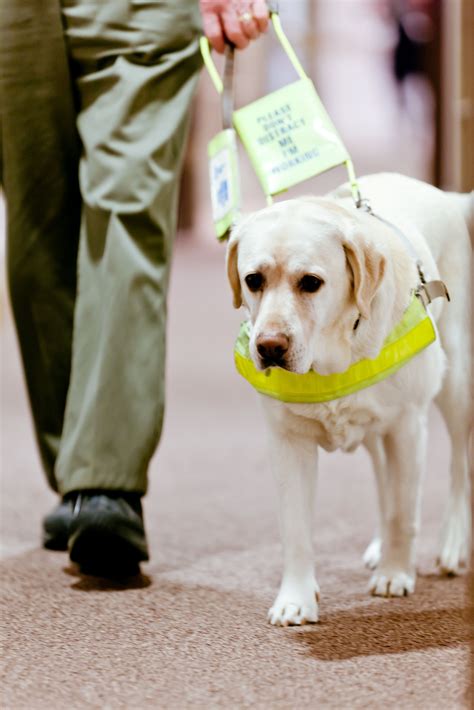 Guide Dogs For The Blind Uk Yoiki Guide