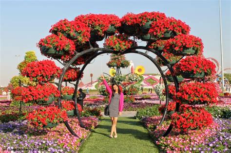 Dubai miracle garden opened in 2011 with the aim of becoming the world's largest flower garden. .never settle for less.