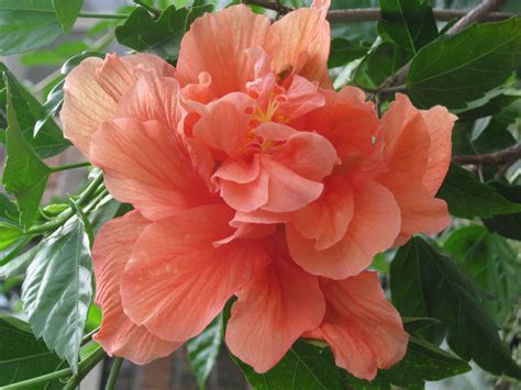 My Peach Hibiscus Five Years Old This Summer Hibiscus Rosa Sinensis