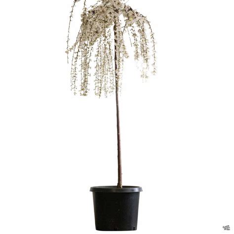 Weeping Cherry Snow Fountains — Green Acres Nursery And Supply