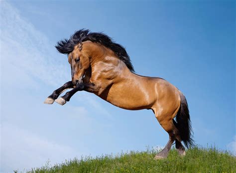 Horses Jump Animals Wallpapers Wallpapers Hd Desktop And Mobile
