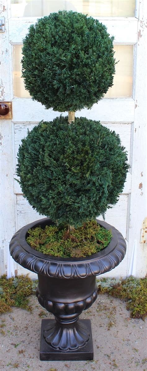 Double Ball Topiary 40 Preserved Topiary Live Topiary Topiary