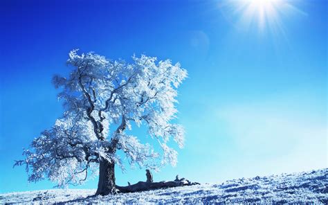 Tree In Winter Wallpapers And Images Wallpapers