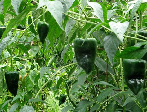 Organic Heirloom Ancho Poblano Peppers Capsicum Annuum 20 Seeds