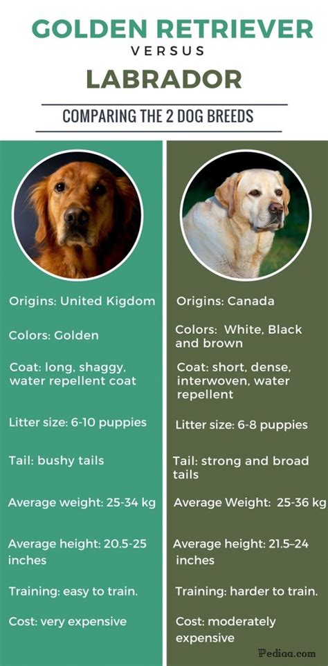 Difference Between Labrador And Golden Retriever