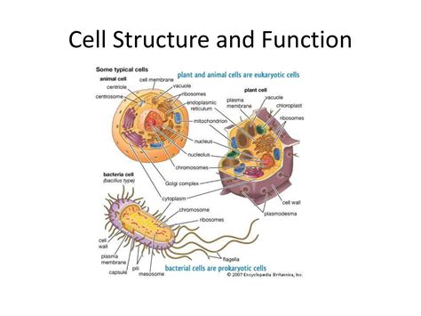 Ppt Cell Structure And Function Chapter Powerpoint The Best Porn Website