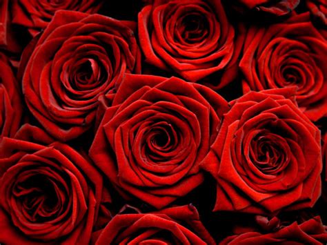 Beautiful Red Roses Roses Photo 34610980 Fanpop Page 5