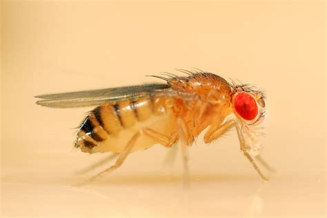 Drosophila melanogaster is one of the most studied organisms in biological research, particularly in genetics and developmental biology. Vienna Drosophila Resource Center (VDRC) | VBCF