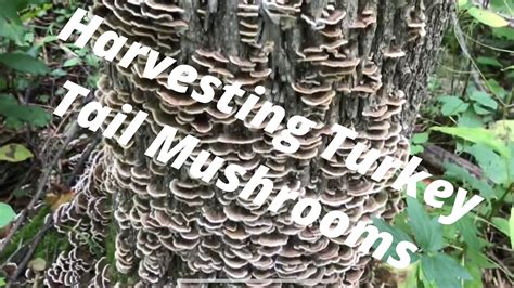 Harvesting Turkey Tail Mushrooms Foraging Series Youtube