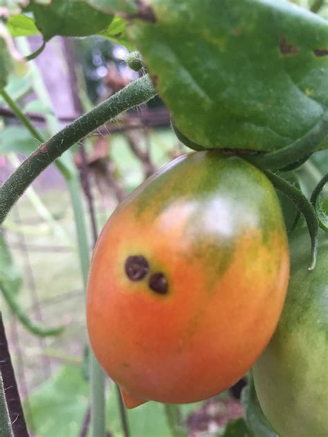 Black Spots On Tomatoes Tomatoville Gardening Forums