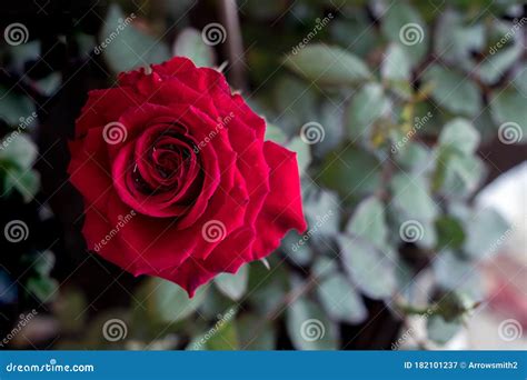 Red Rose The Symbol Of Love And Valentine Stock Image Image Of Leaf
