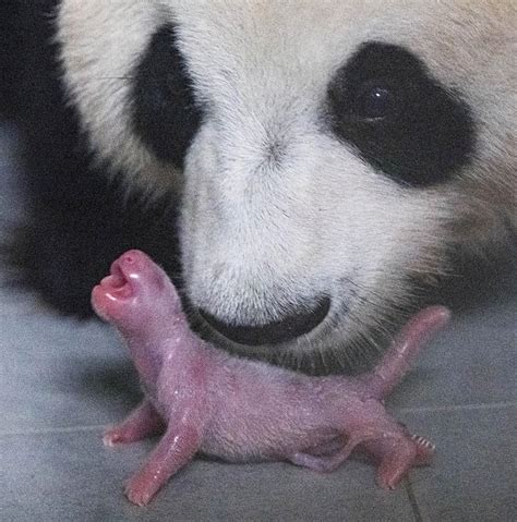 Corea Del Sud Primo Cucciolo Di Panda Tramite Accoppiamento Naturale