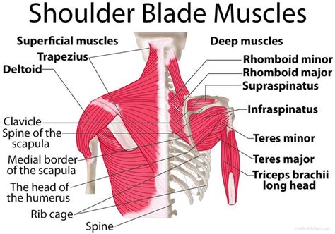 Shoulder Blade Scapula Muscles Origin Insertion Function
