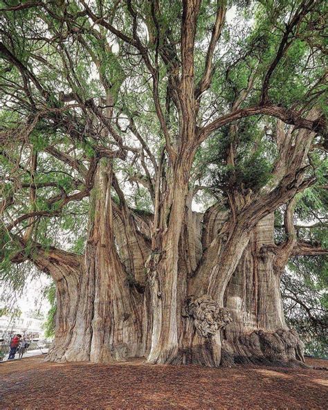 The Tree Of Tule In Oaxaca Mexico Is The Tree With The Largest Trunk