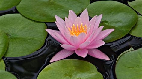 Lovely Indian Lotus Flower Pictures With Lotus Flower Hd Wallpapers New