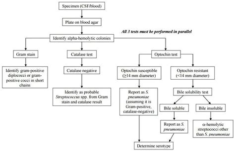 How To Identify Streptococcus Pneumoniae Microbe Online