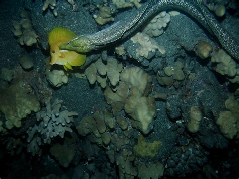 Undulated Moray Eel Gymnothorax Undulatus Hunting Yellow