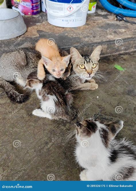Cat Nursing Kittens Feral Cat Feeding Kittens The Protection Of