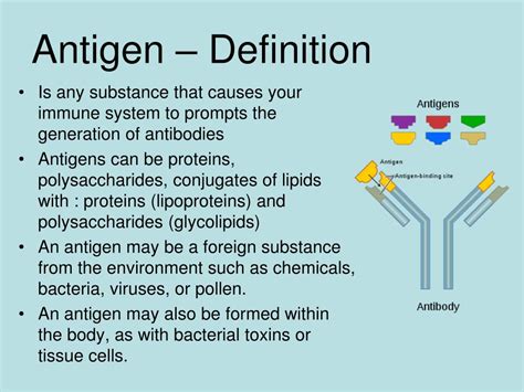 Ppt Antigen And Antibody Powerpoint Presentation Free Download Id