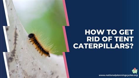 How To Get Rid Of Tent Caterpillars