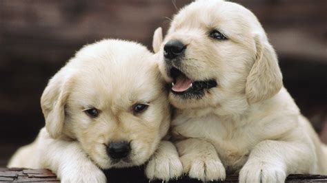 Free Download Golden Retriever Puppies Wallpaper Wallpaper High