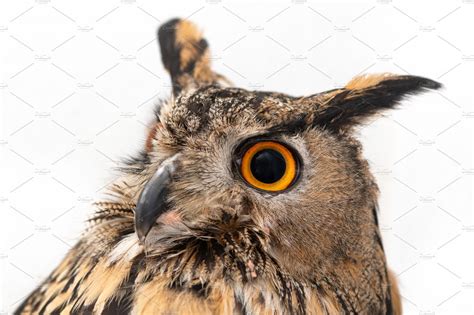 Portrait Of The Eurasian Eagle Owl Featuring Owl Eagle And Bubo
