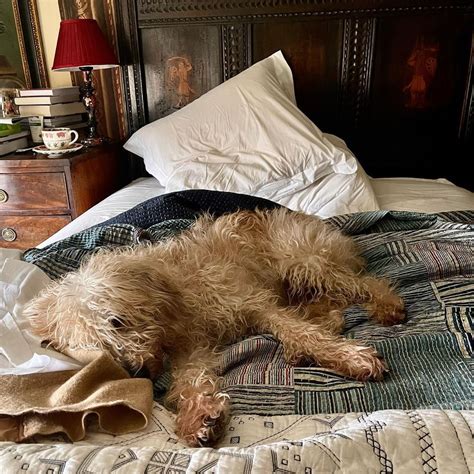 Colin Gray On Instagram “another Morning Lolling In Bed For Flossie