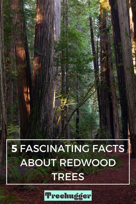 5 Fascinating Facts About Redwood Trees Redwood Tree Redwood Coast