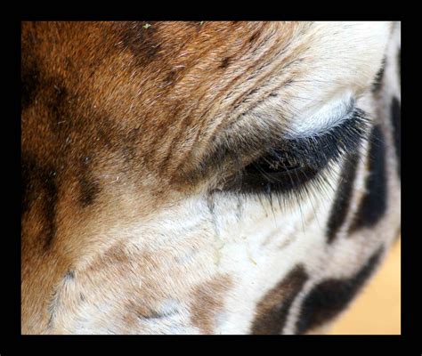 A Close Up Of A Giraffes Eye For Giraffa Camelopardalis Flickr