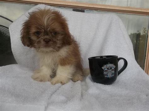 Miracle shih tzu pup is devoted to producing high quality puppies at affordable prices. Purebred Shih Tzu puppies 9 weeks Ohio cute shihtzu males ...