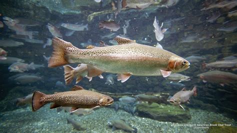 Rainbow Trout Wallpapers Wallpaper Cave