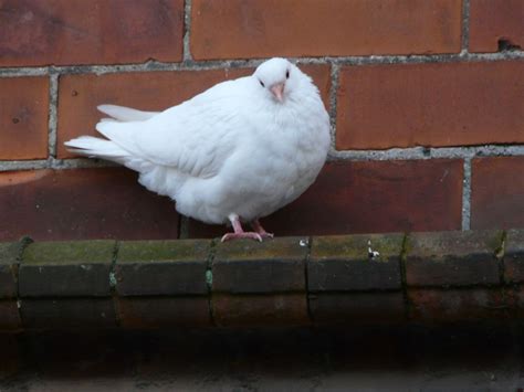 Two Pigeons On A Ledge Picture