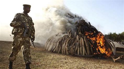 Cazadores Furtivos De Elefantes Abatieron A Seis Soldados En Camerún