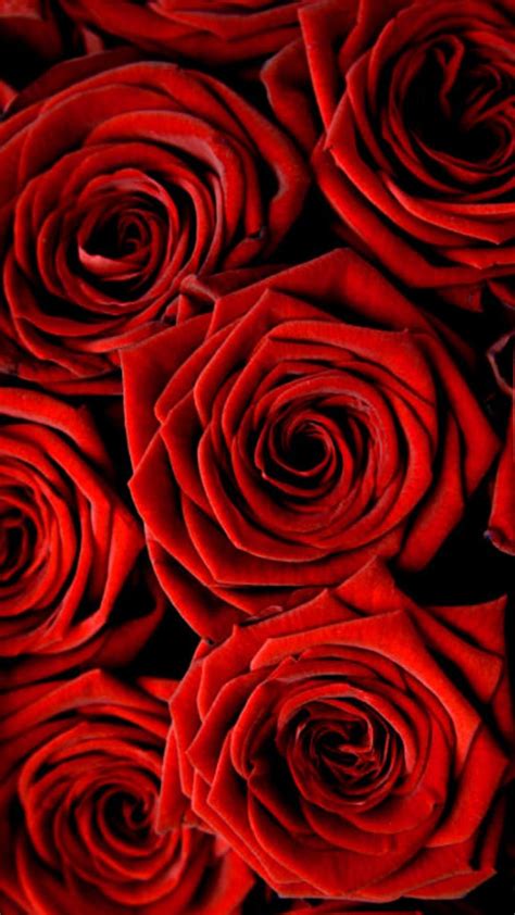 Wallpapers in ultra hd 4k 3840x2160, 1920x1080 high definition resolutions. Rose Wallpaper For iPhone | Best HD Wallpapers | Flower ...