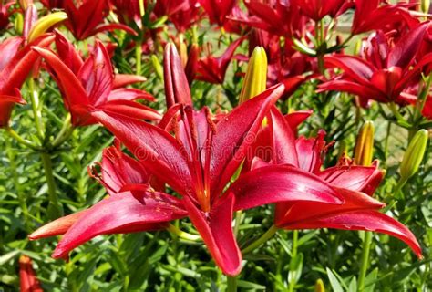 Bright Red Asiatic Lily Flowers Stock Image Image Of Flower Garden