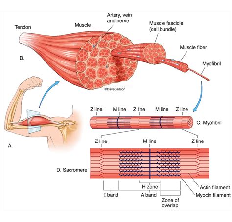La Structure Du Muscle Squelettique Muscle Dabdominis De Rectus Tendon