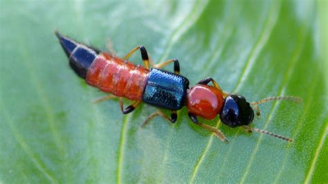“tomcat” Serangga Predator Penakluk Hama Tanaman Padi Greenersco