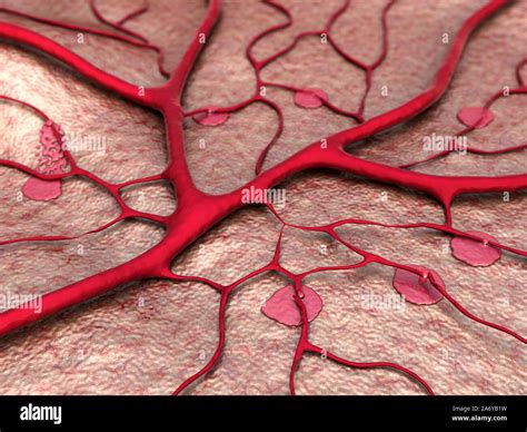Enfermedades del sistema circulatorio Capilar vaso sanguíneo