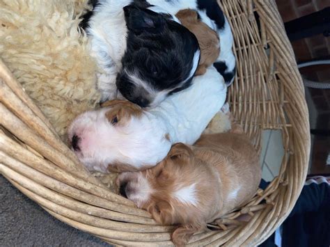 Cocker spaniel puppies | Cheltenham, Gloucestershire | Pets4Homes